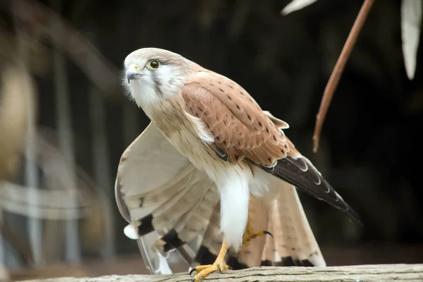 Nankeen-Turmfalke aus nächster Nähe — Stockfoto