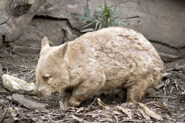 Wombat side view — Stock Photo, Image
