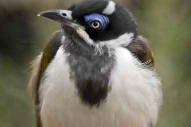 Mavi yüzlü honeyeater