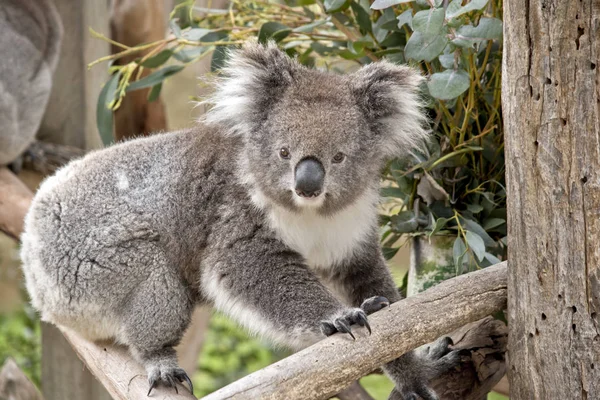 Koala közelről — Stock Fotó