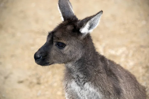 Kenguru-sziget kenguru közelről — Stock Fotó