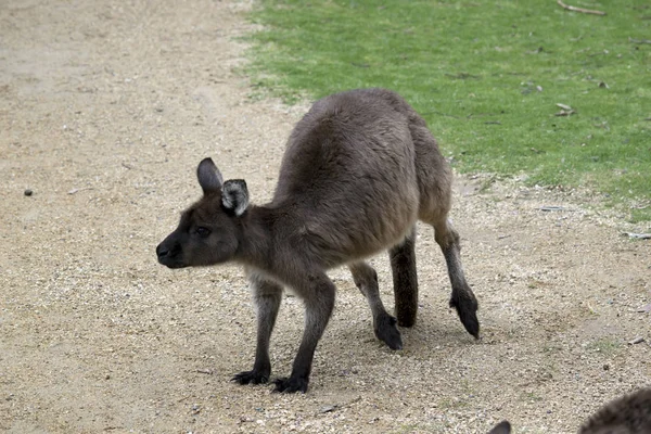 Kenguru-sziget kenguru közelről — Stock Fotó