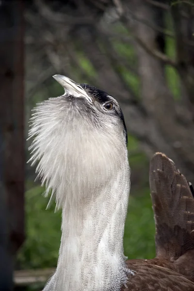 Avustralya damla yakın çekim