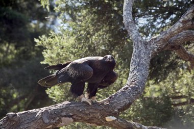 kama kuyruklu kartal