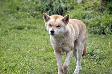 Altın dingo yürüyüş
