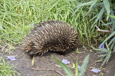 Dikenli karıncayiyengiller yakın çekim