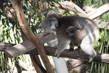 Koala ve ona joey