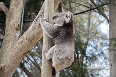 Koala tırmanma kutup
