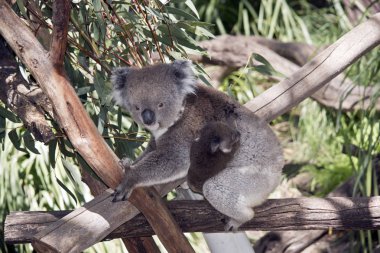 Koala ve ona joey