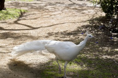 Beyaz tavus kuşu yan görünüm