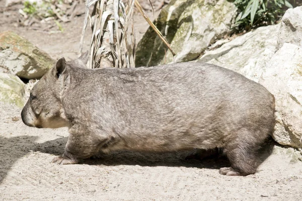 Peludo nariz wombat — Foto de Stock