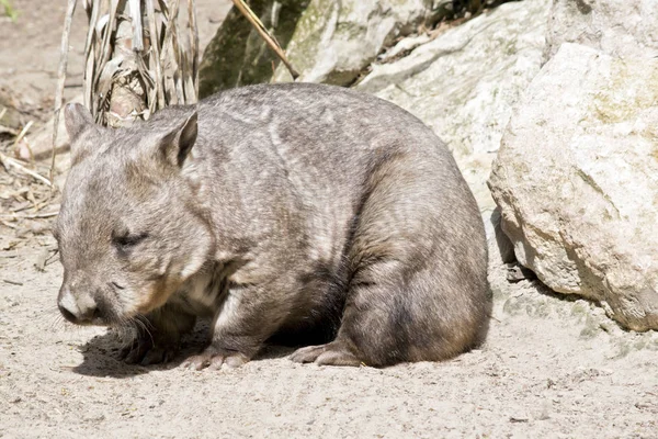 Chlupatý nosem wombat — Stock fotografie