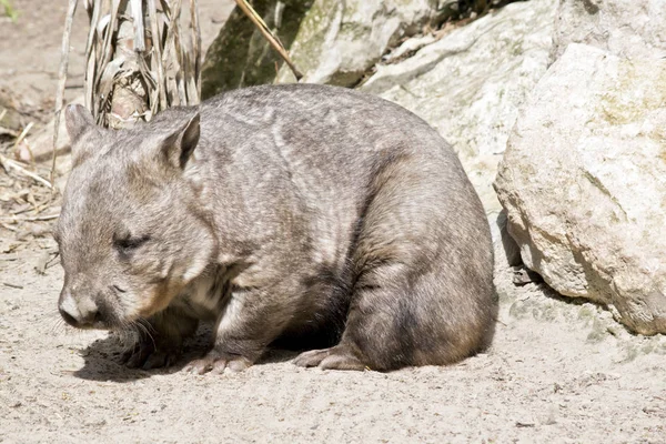 Harige neuswombat — Stockfoto