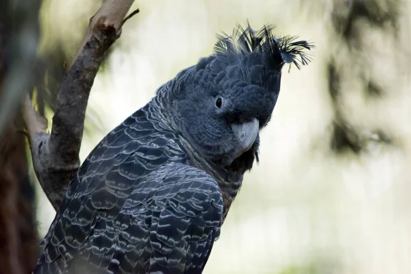 gang-gang parrot close up