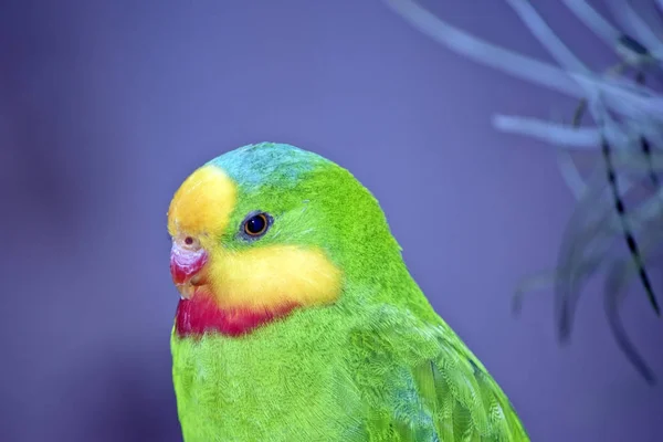 Großartiger Papagei aus nächster Nähe — Stockfoto