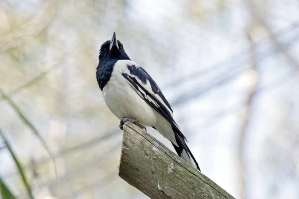 Rattenschlachter-Vogel — Stockfoto