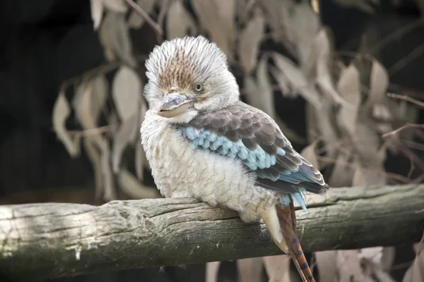Blue winged kookaburra — Stock Photo, Image