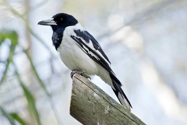 Boucher pied oiseau — Photo