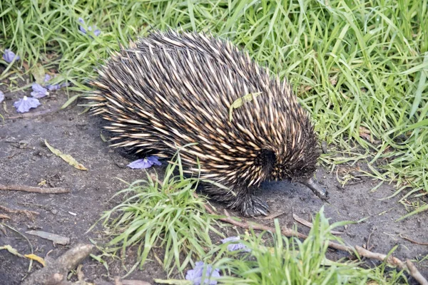 Echidna close-up — Fotografia de Stock