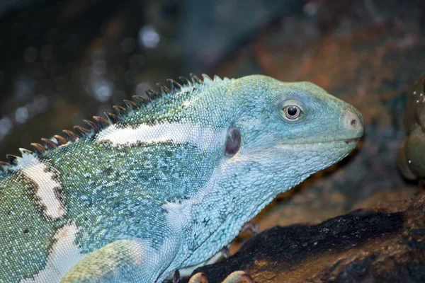 Fiji lidou iguana — Fotografia de Stock