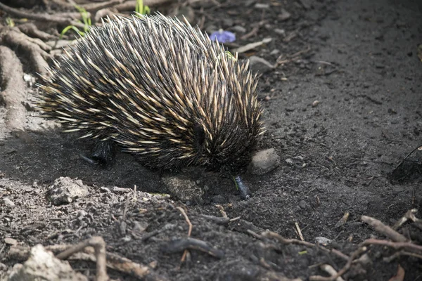 Echidna close up — Stock Photo, Image