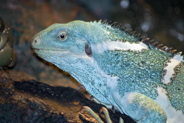 Fiji şeritli iguana — Stok fotoğraf