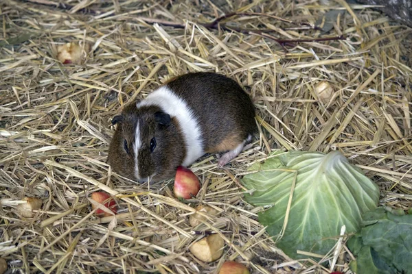 Porco da Guiné perto — Fotografia de Stock