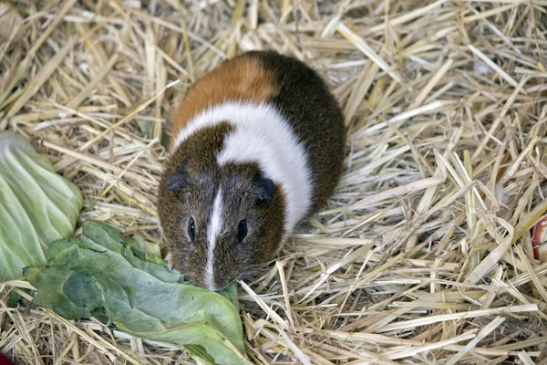 Cerdito de Guinea de cerca —  Fotos de Stock