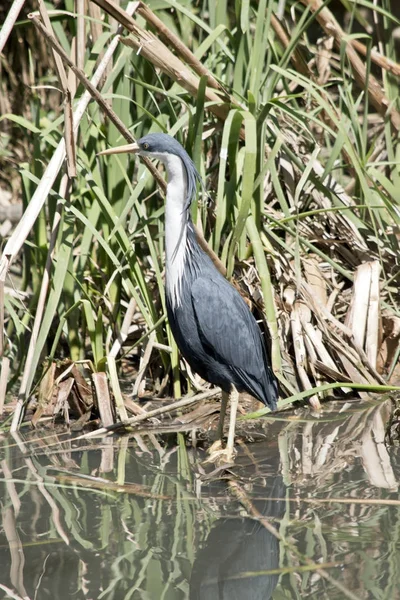 Pied heron in water — Stock Photo, Image