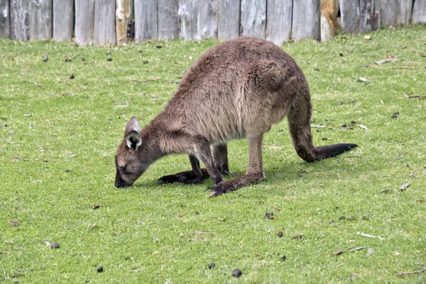 Joey kangaroo-eiland kangoeroe — Stockfoto