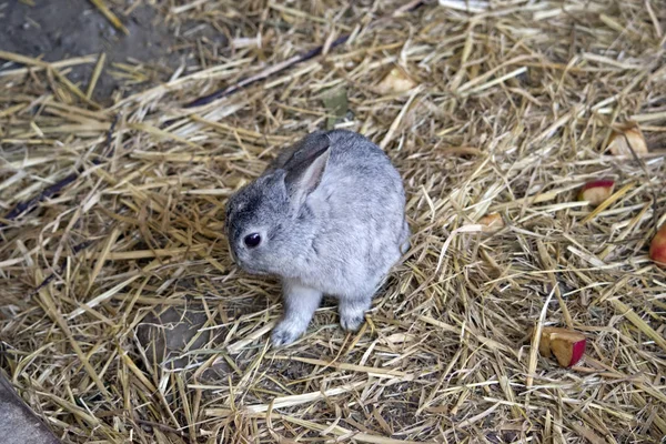Малыш-кролик — стоковое фото