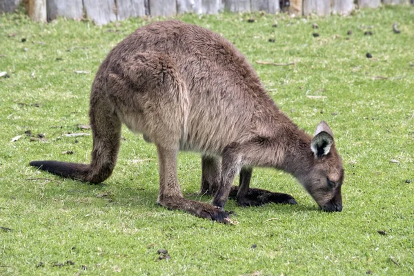 Joey känguru-ön kangaroo — Stockfoto