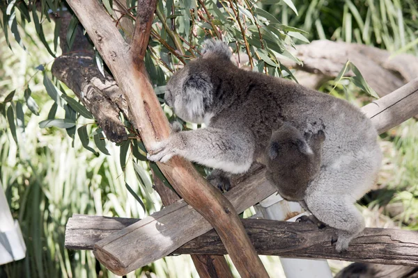 Koala en haar joey — Stockfoto