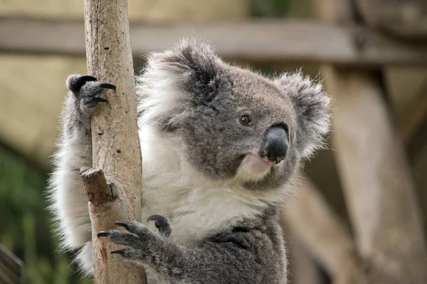 Koala close-up — Stockfoto