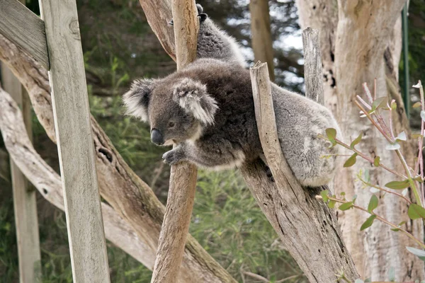 Koala fel egy fára — Stock Fotó