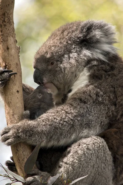 Koala e il suo joey — Foto Stock
