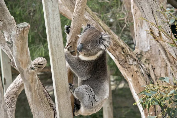 Koala klettert nach unten — Stockfoto