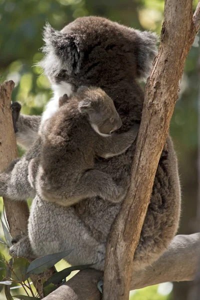 Koala és ő joey — Stock Fotó