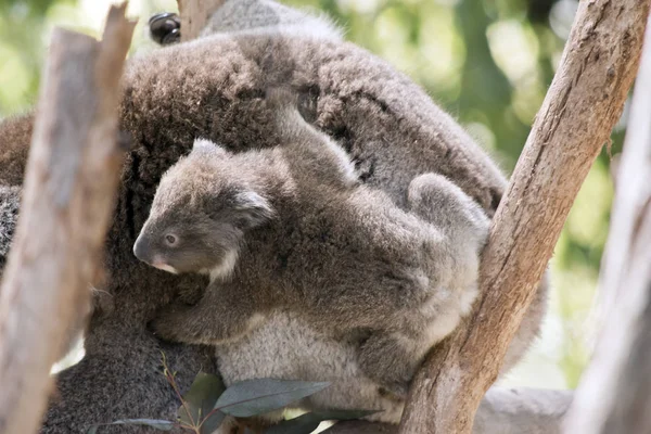 Koala és ő joey — Stock Fotó