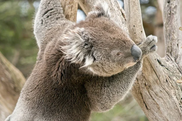 Koala aus nächster Nähe — Stockfoto