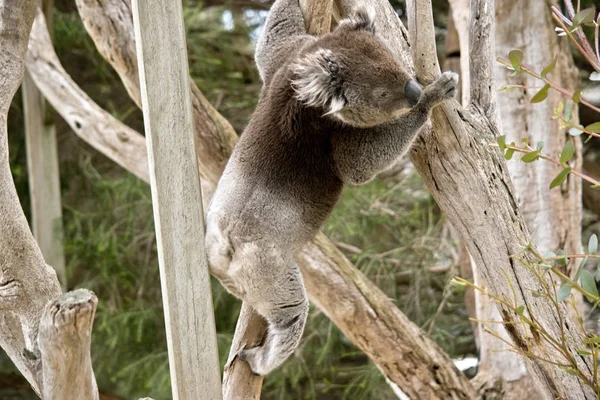 Koala klimmen naar beneden — Stockfoto