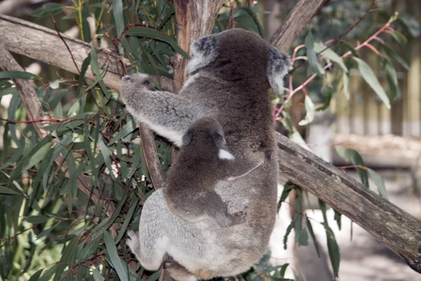 Koala ve ona joey — Stok fotoğraf