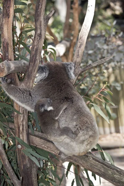 Koala en haar joey — Stockfoto