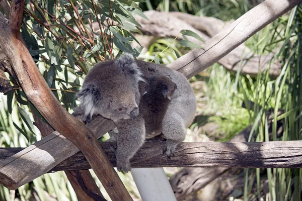 Koala en haar joey — Stockfoto