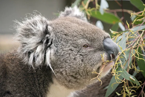 Koala közelről — Stock Fotó