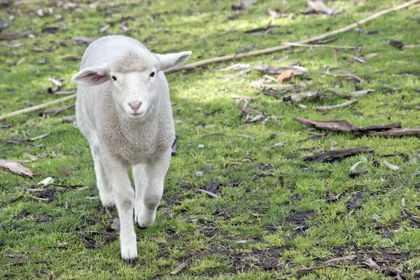 Lamm läuft auf Gras — Stockfoto