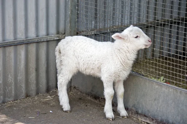 Lamm-Seitenansicht — Stockfoto