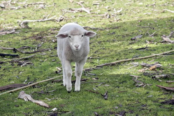 Lamm läuft auf Gras — Stockfoto