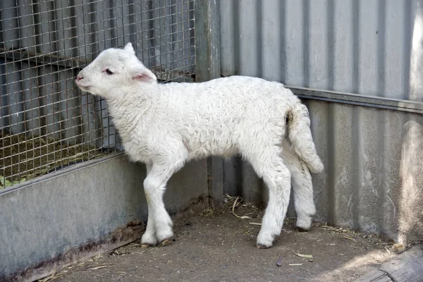 Lamm-Seitenansicht — Stockfoto