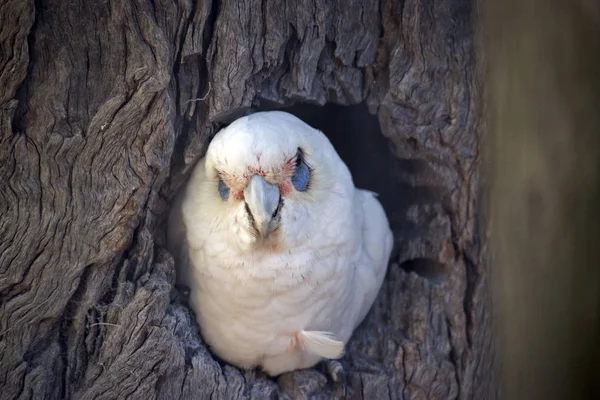 Μακρύ ράμφος corella — Φωτογραφία Αρχείου